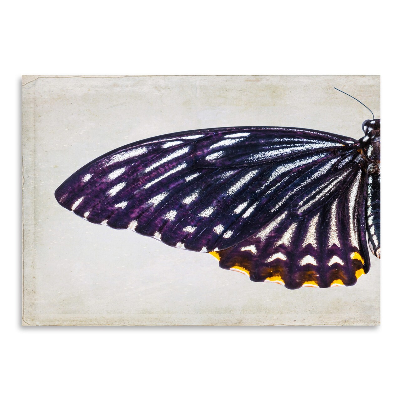 Purple Butterfly I by Chaos &#x26; Wonder Design  Poster Art Print - Americanflat